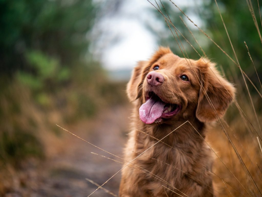 séjour dogfriendly cabane